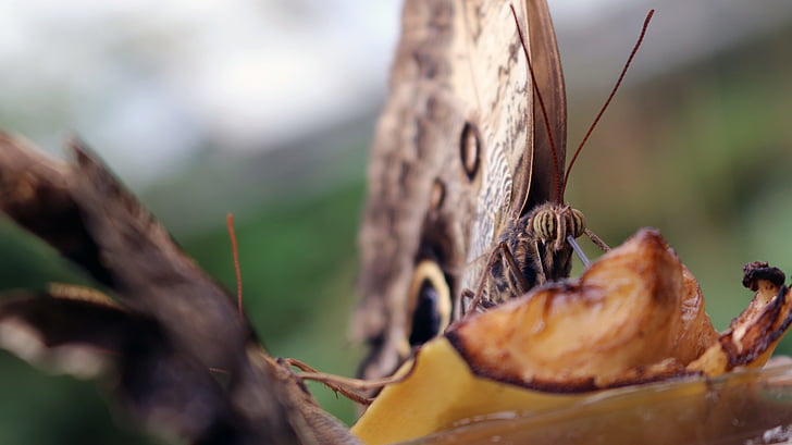 brown, black, butterfly, insect, outdoors, nature, day