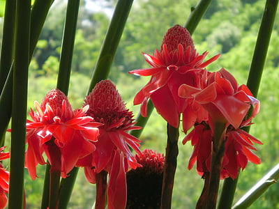 flor de gingebre torxa, planta, flors, vermell, vitalitat, natura, flor