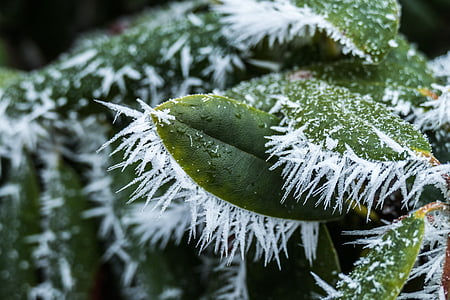 pozimi, Frost, narave, slana, LED, sneg, hladno temperaturo
