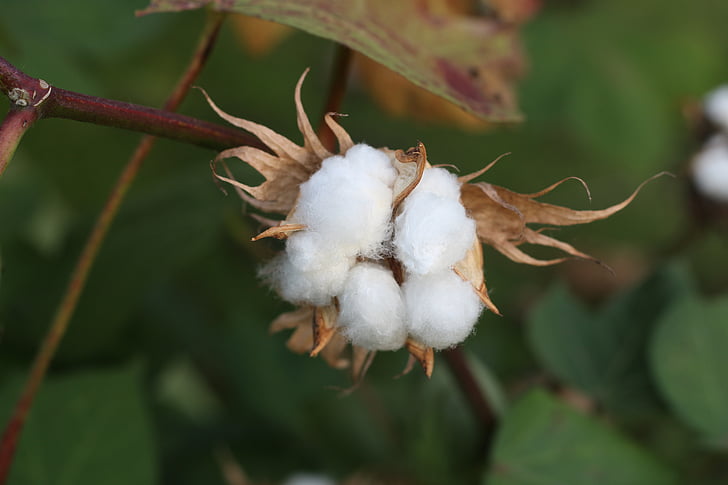cotton, fruit, open country, flower, nature, close-up, plant