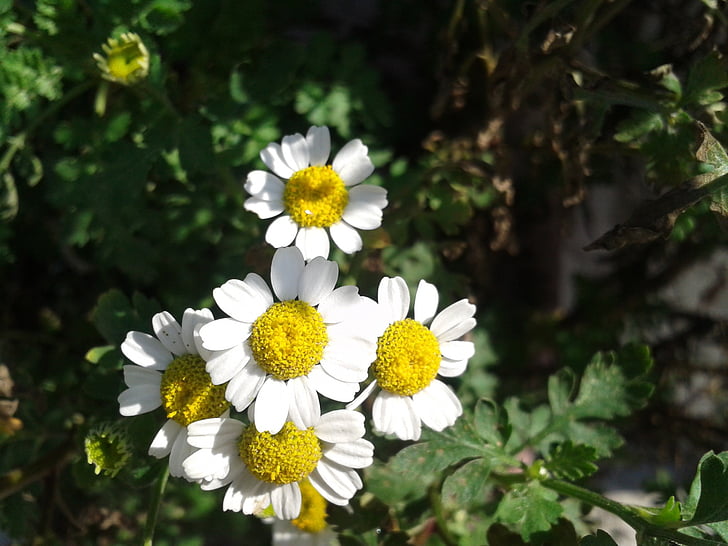 flores, naturaleza, Blanco, floración, jardín, blanco y amarillo, verano