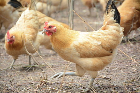 kyckling, skog strumpa