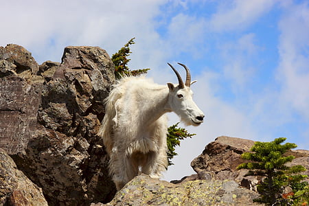 mountain goat, rocks, wildlife, nature, animal, outdoors, mammal