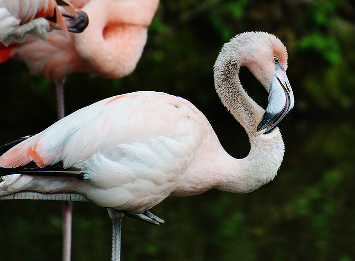 Flamingo, animale giovane, uccello, colorato, Tierpark hellabrunn, Monaco di Baviera