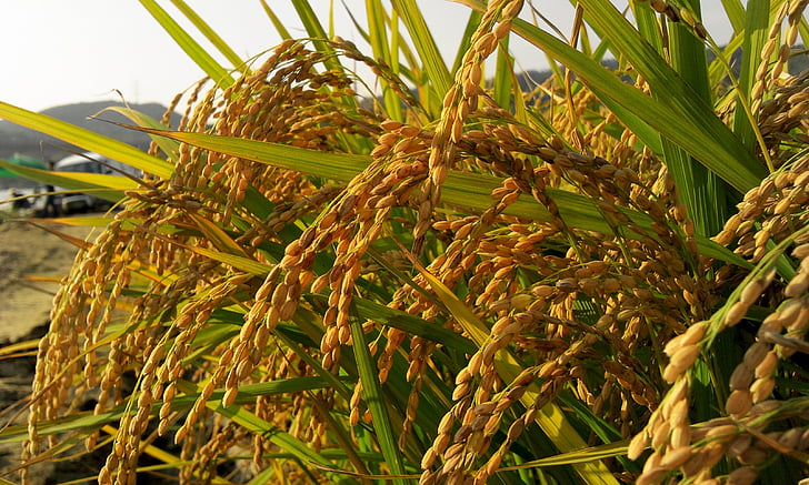 jeseň, farmár, ryža, s, pšenica, úroda, krajiny