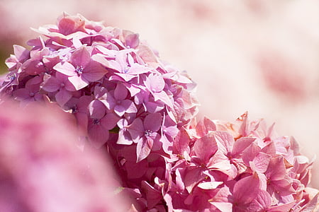 hortensia, hortensia, slægten, hortensia planter, Hydrangeaceae, prydbuske, Pink