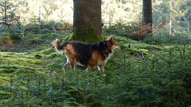 bos, hond, natuur, landschap