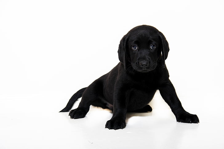 black, dog, pup, puppy, animal, pet, breed