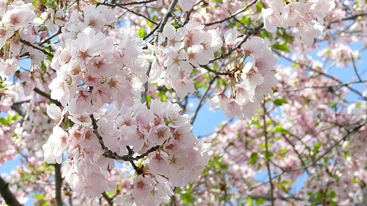 Sakura, pohon, Blossom, Washington, musim semi, DC