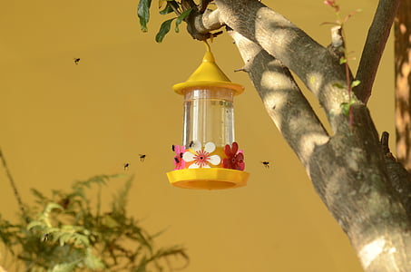 питною фонтанчик колібрі, бджоли, нектар, Природа