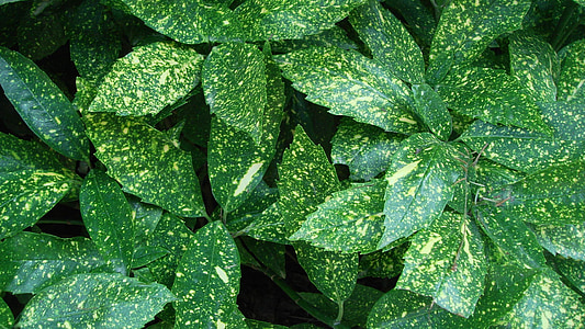 Leaf, tmavozelená, Zelená, prírodné