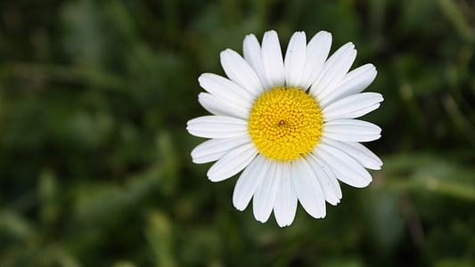 kwiat, Daisy, żółty, biały