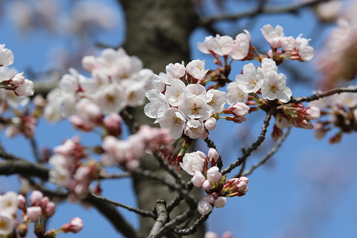 Весна, Природа, Весенние цветы, Цветы, Лепесток, пейзаж, розовый