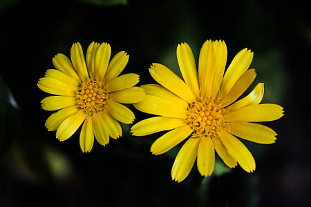 flower, yellow, nature, summer, yellow flowers, bright, bloom
