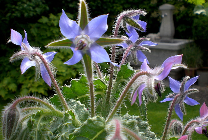 borage, 꿀벌, 정원, 여름, 블루, 허브, 꽃
