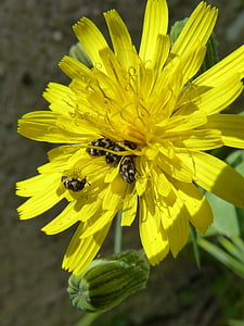 Blume, Löwenzahn, Käfer-Zick-Zack, gelbe Blume, Natur, gelb, Anlage