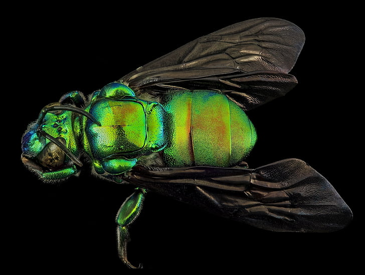 albine, insectă, macro, Hymenoptera, Guyana, până aproape, natura