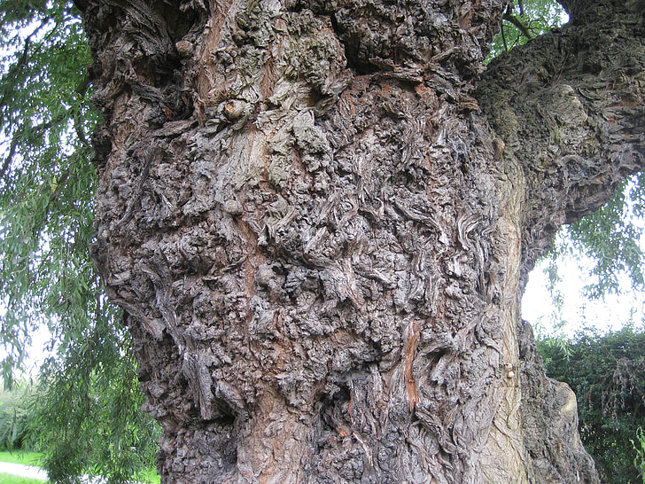 tronc d’arbre, écorce, texture, tronc, arbre, nature, bois