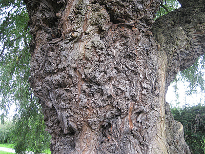 tree trunk, bark, texture, trunk, tree, nature, wood