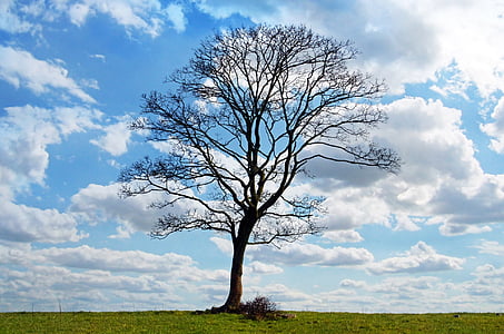 tree, blue, sky, branch, branches, cloud, clouds