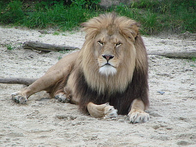 lion, wild animal, predator, lion - Feline, wildlife, africa, carnivore