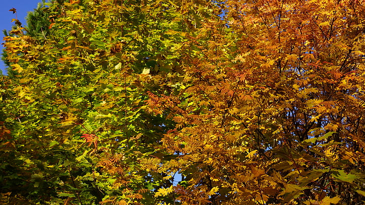 rudens, lapu koki, rudens krāsas, oranža, zaļa, sarkanīgi, hlorofila