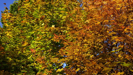 ősz, Lombhullató fák, őszi színek, narancs, zöld, vöröses, klorofill