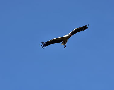 stork, sky, fly, black white, bill, rattle stork, white stork