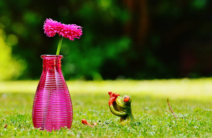 vaza, cvet, žaba, zabavno, srčkano, ljubko, travnik