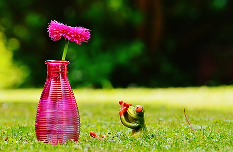 vase, flower, frog, funny, cute, sweet, meadow
