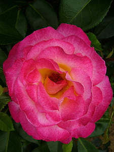 bunga, merah muda, rosebush, makro, tanaman, Taman, alam