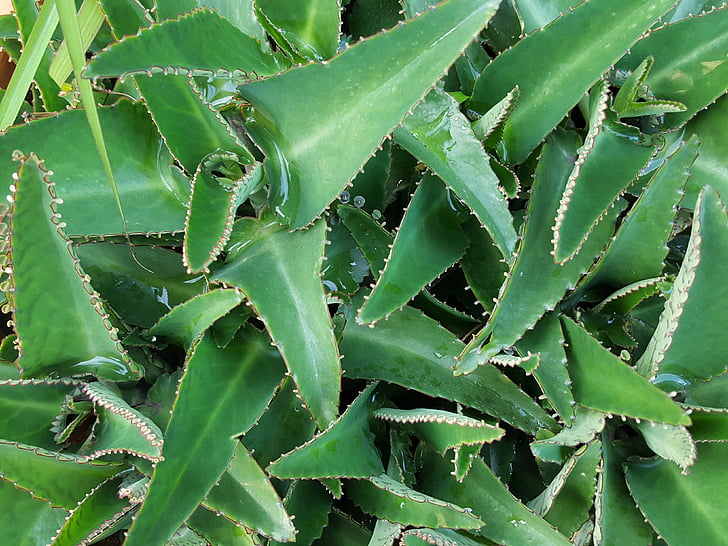 Levendbarende, een medicinale plant, Tuin