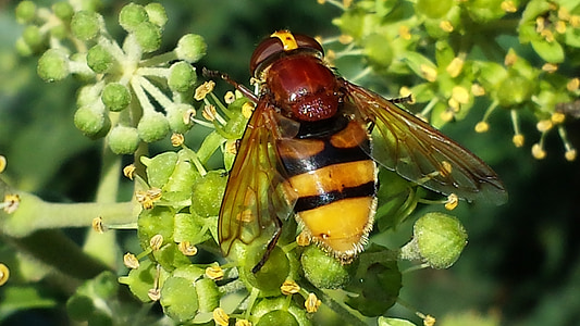 hoverfly, insect, pollination, close, sprinkle, food intake