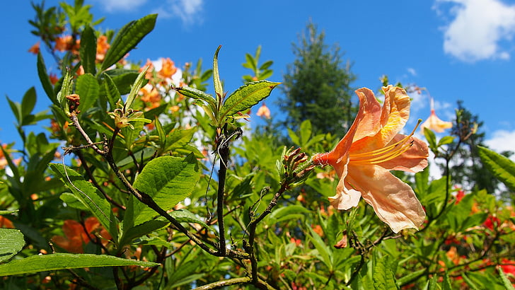 Azalea, blomma, Rhododendron, trädgård, naturen, Anläggningen, våren
