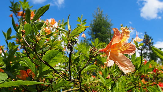 Azalea, cvijet, rododendrona, vrt, priroda, biljka, proljeće