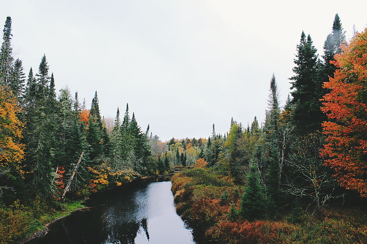 priroda, krajolik, stabla, trava, jesen, jesen, vode
