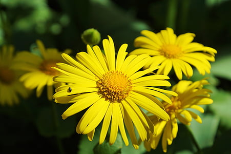 kwiat, Balkan-gemswurz, Doronicum orientale, gemswurz Kaukazu, roślina, wiosna, żółty