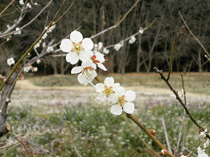 Слива, Слива розквітає, Весна, білі квіти