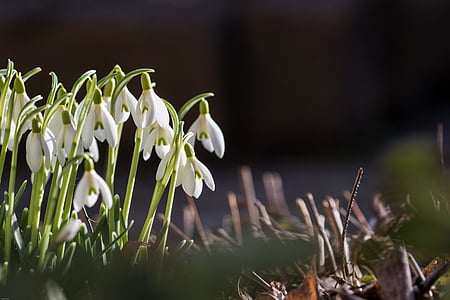 snowdrop, spring, flowers, signs of spring, white, snowdrop spring, early bloomer