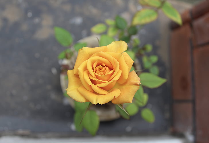 Rosa, Roses, groc, flor, floral, romàntic, pètal