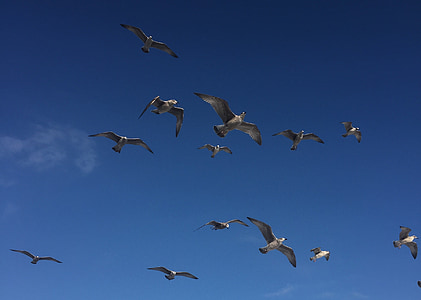 gulls, birds, air, sky, seagull, animal, sea