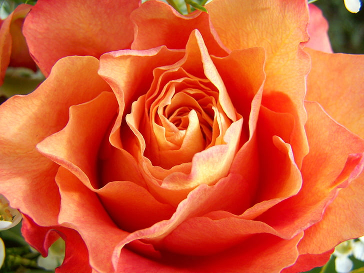 rose, orange-pink, cut flower
