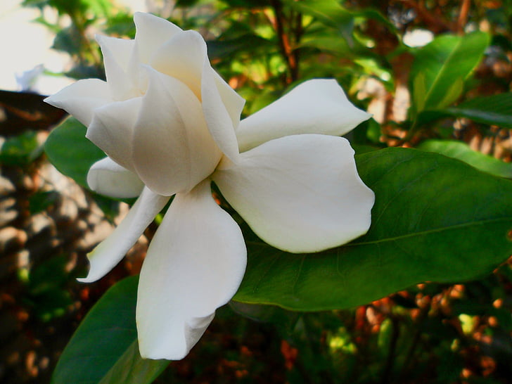 kukka, kevään, Jasmine, valkoinen, Puutarha, kukat, Luonto