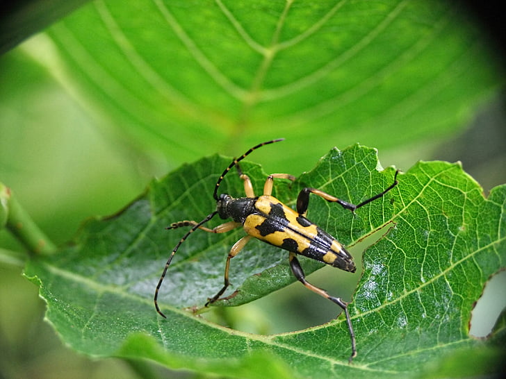 Escarabajo de la, hoja, macro, insectos, naturaleza, flora y fauna, animal