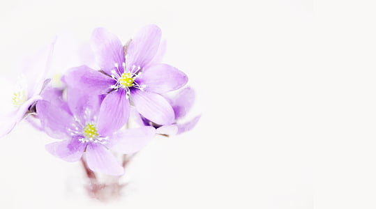 painting, flowers, purple, tender, hepatica, forest flower, spring flower