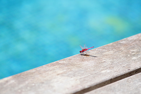 dragonfly, pool, insect, water, animal, summer