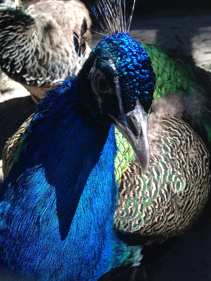 Peacock, màu sắc, mẹ thiên nhiên, con chim kỳ diệu, vua của các loài chim, con chim, đầy màu sắc
