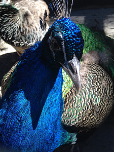 Peacock, värit, äiti luonto, ihme lintu, lintujen kuningas, lintu, värikäs