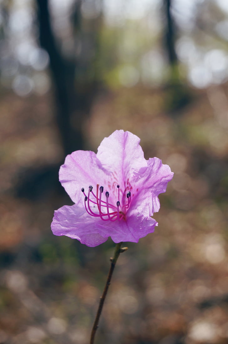 azalea, spring flowers, flowers, pink flower, nature, landscape, forest