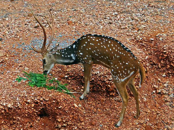 Jeleń cętkowany, Jeleń aksis, cheetal, gadag, Karnataka, Indie, dziki